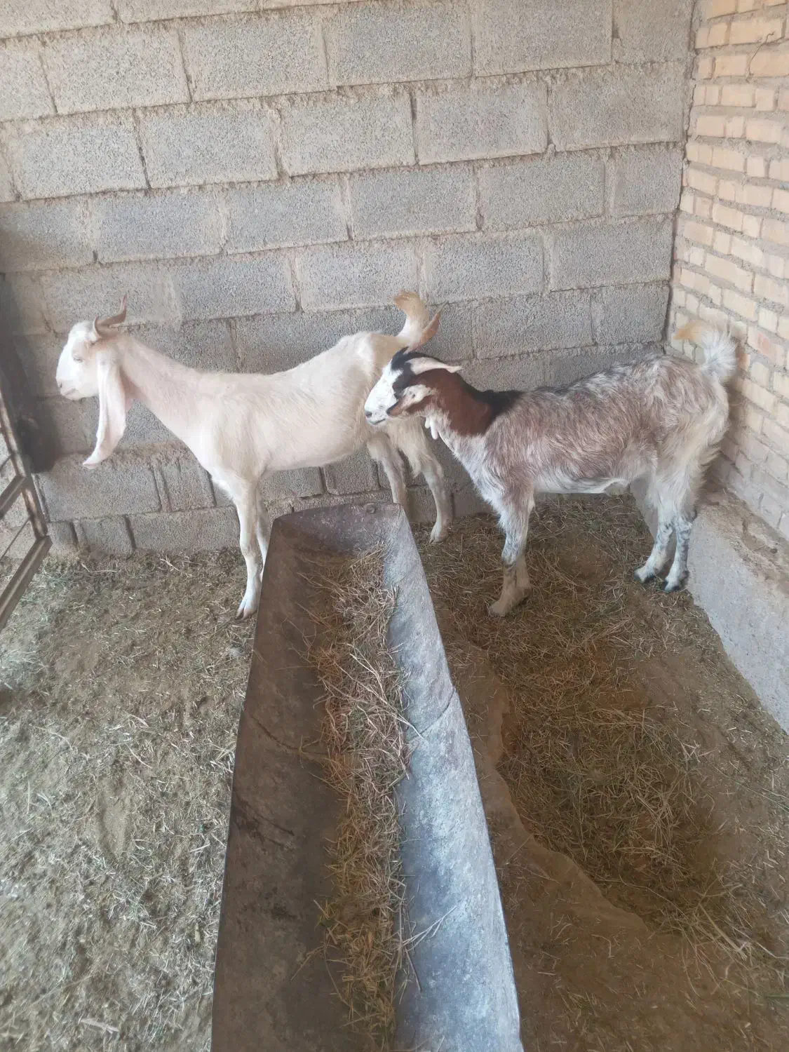 فروش بز|حیوانات مزرعه|بندر ماهشهر, |دیوار