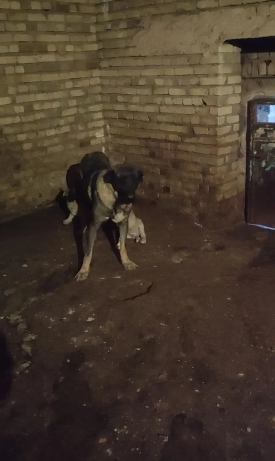 گمشده ماده پژدر|حیوانات|سنندج, |دیوار