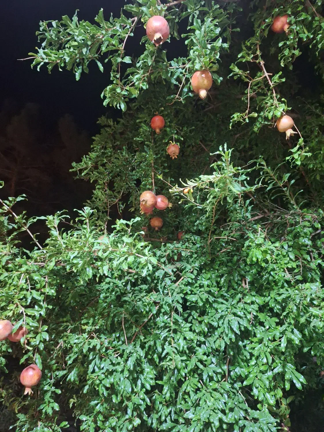 بریدن درخت وهرس با اره موتوری|خدمات باغبانی و درختکاری|شاهین‌شهر, شهرک منازل چوبی|دیوار