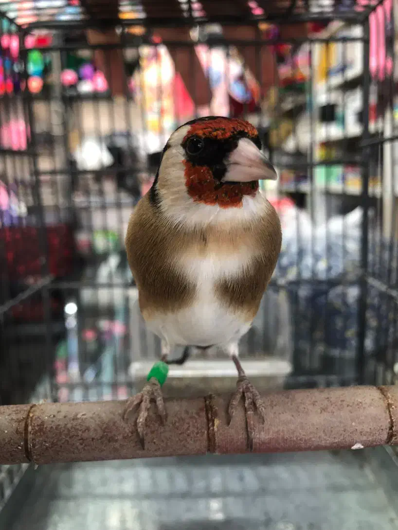 سهره درجه یک به شرط (کوار)|پرنده|شیراز, فرودگاه شهید دستغیب شیراز|دیوار