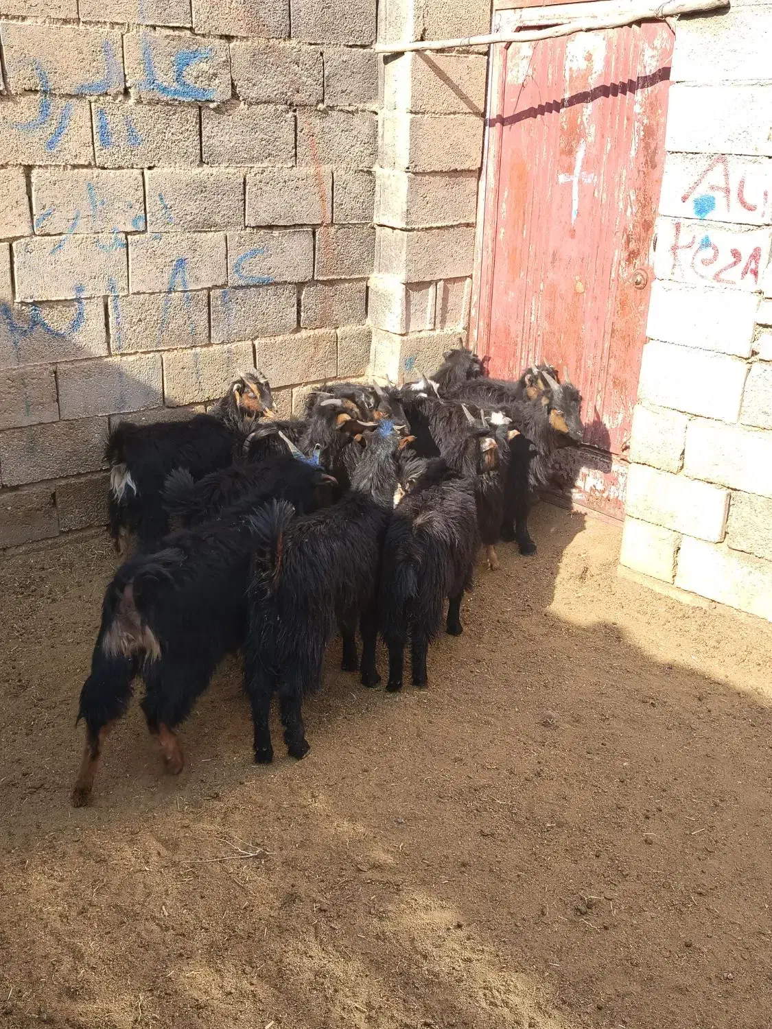 بزغاله بره میش|حیوانات مزرعه|نجف‌آباد, حومه نجف آباد|دیوار