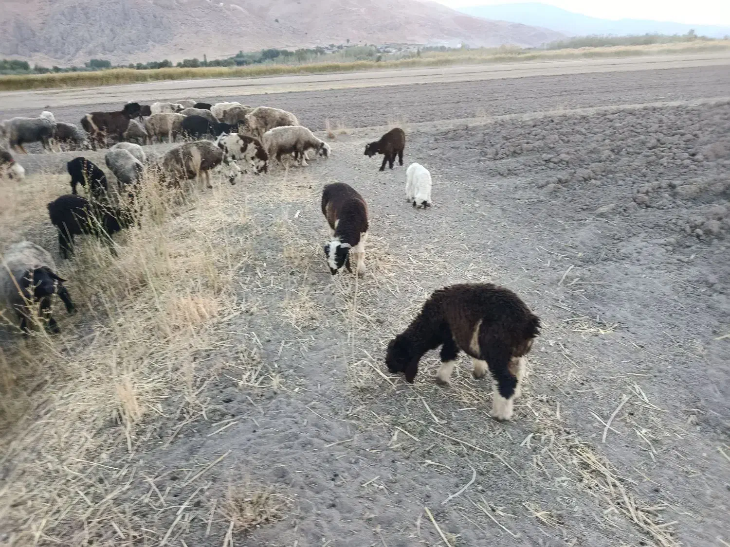 میش بختیاری|حیوانات مزرعه|جونقان, |دیوار