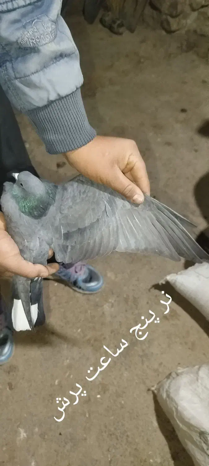 کبوتر پرشی به شرط همه چی|پرنده|سقز, |دیوار