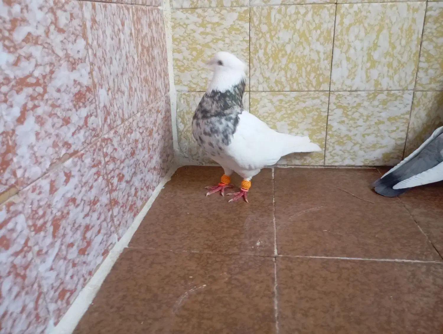 سه عددکبوتر|پرنده|نیریز, |دیوار