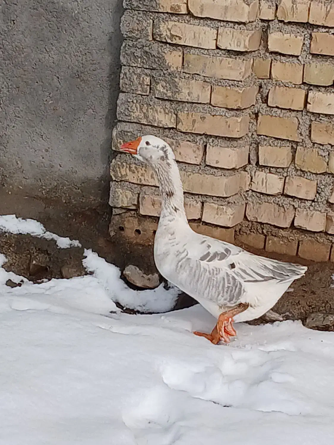 غاز نر|حیوانات مزرعه|نیشابور, میدون بار|دیوار