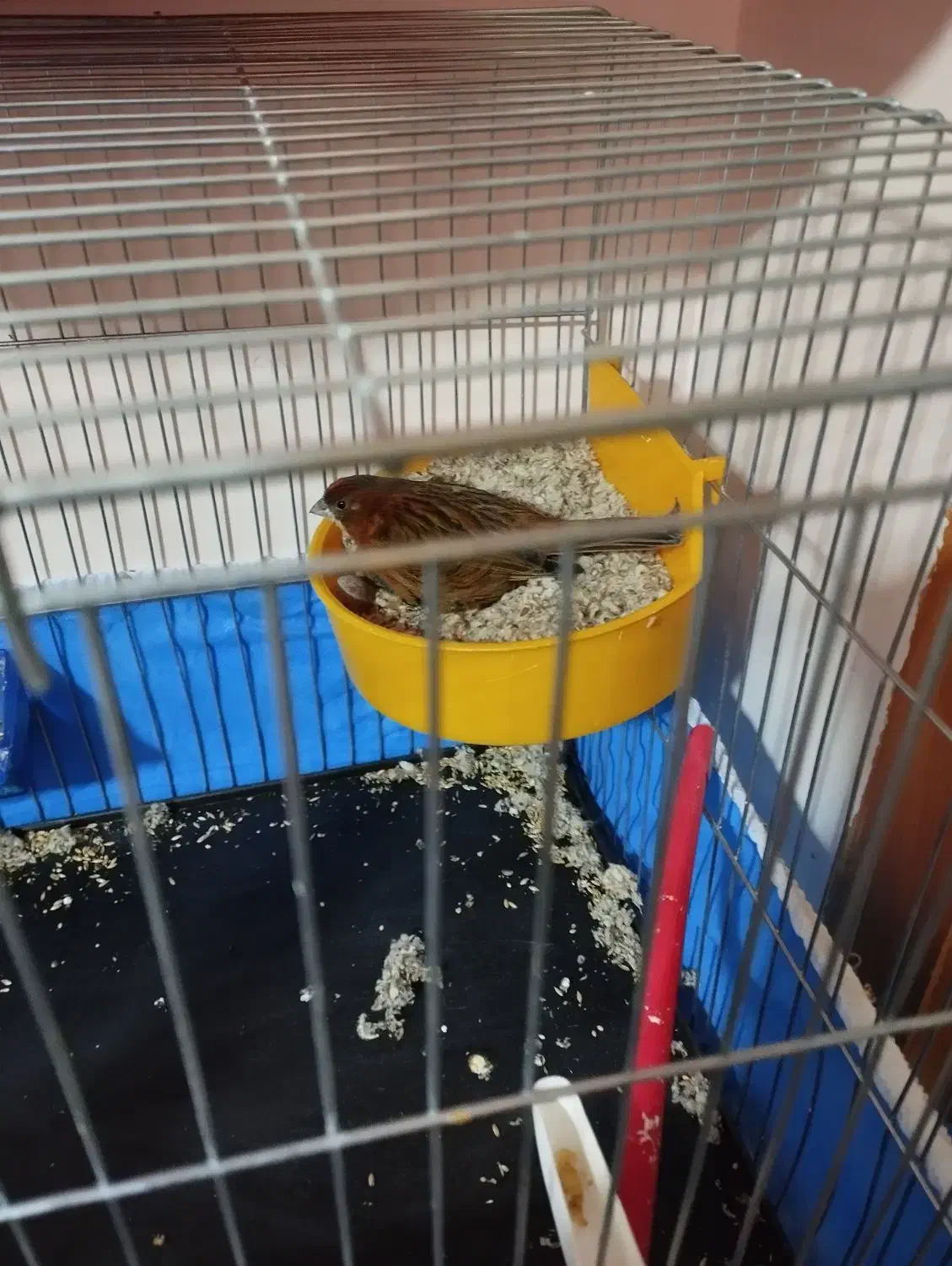 نرماده سوخته سیاه|پرنده|برخوار, |دیوار