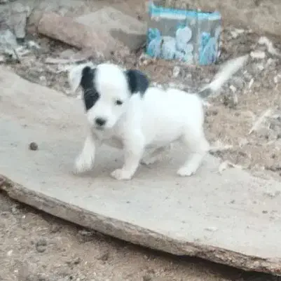 توله پاکوتاه گرند|سگ|زابل, |دیوار