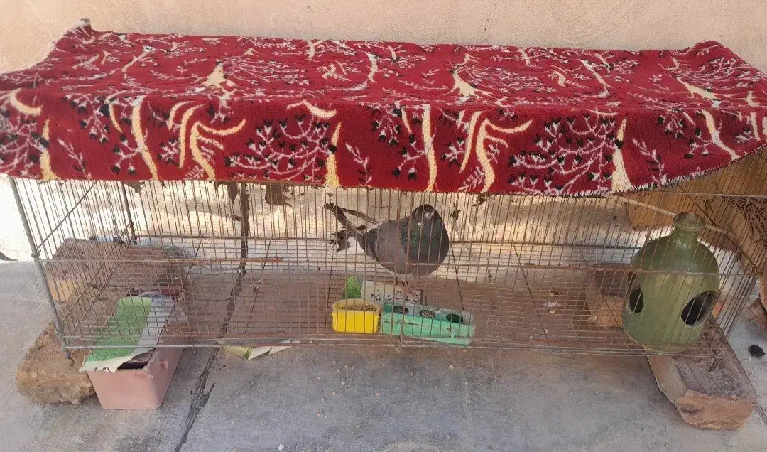 فروش قفس|لوازم جانبی حیوانات|اردستان, |دیوار