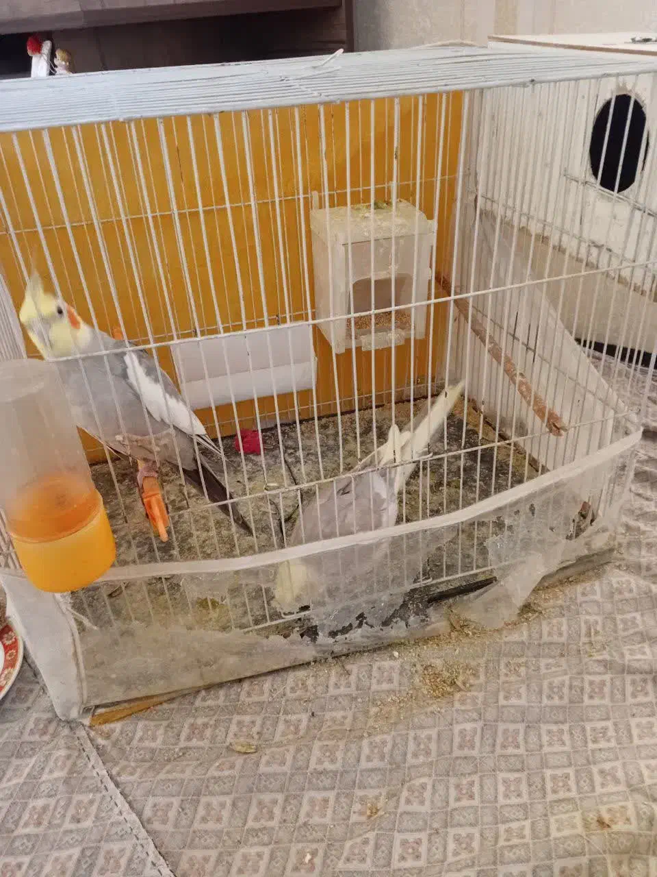 عروس هلندی|پرنده|مشهد, کوشش|دیوار