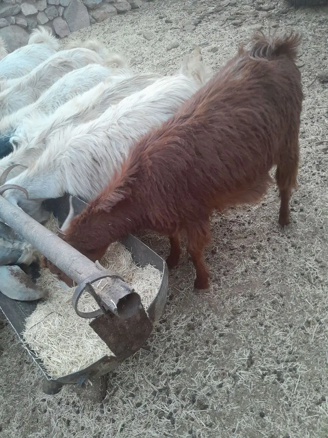 ۳ عددبز دورگه ابستن|حیوانات مزرعه|کرمان, |دیوار