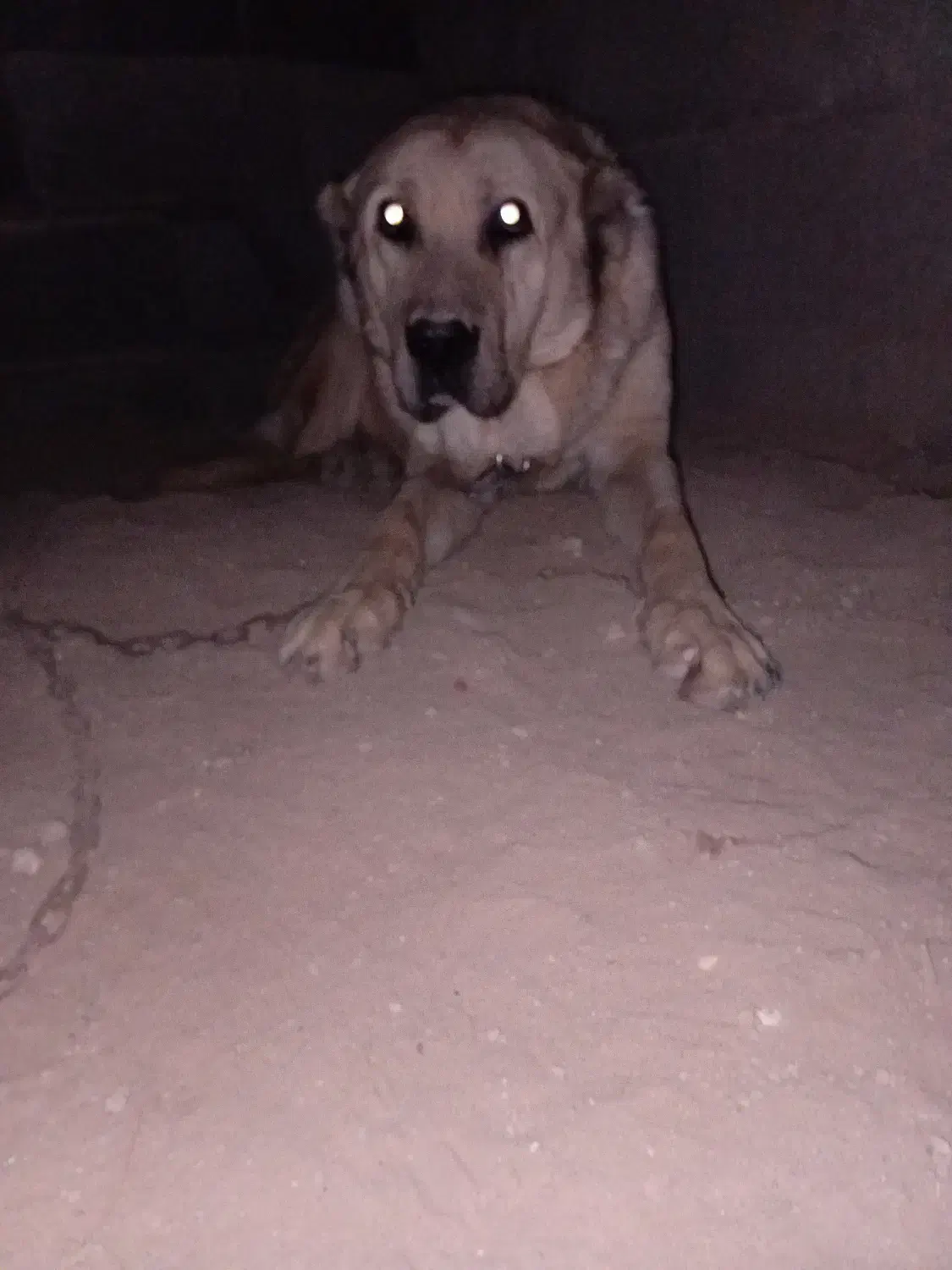 لاس سراب|سگ|اصفهان, بهارستان (مخابرات)|دیوار