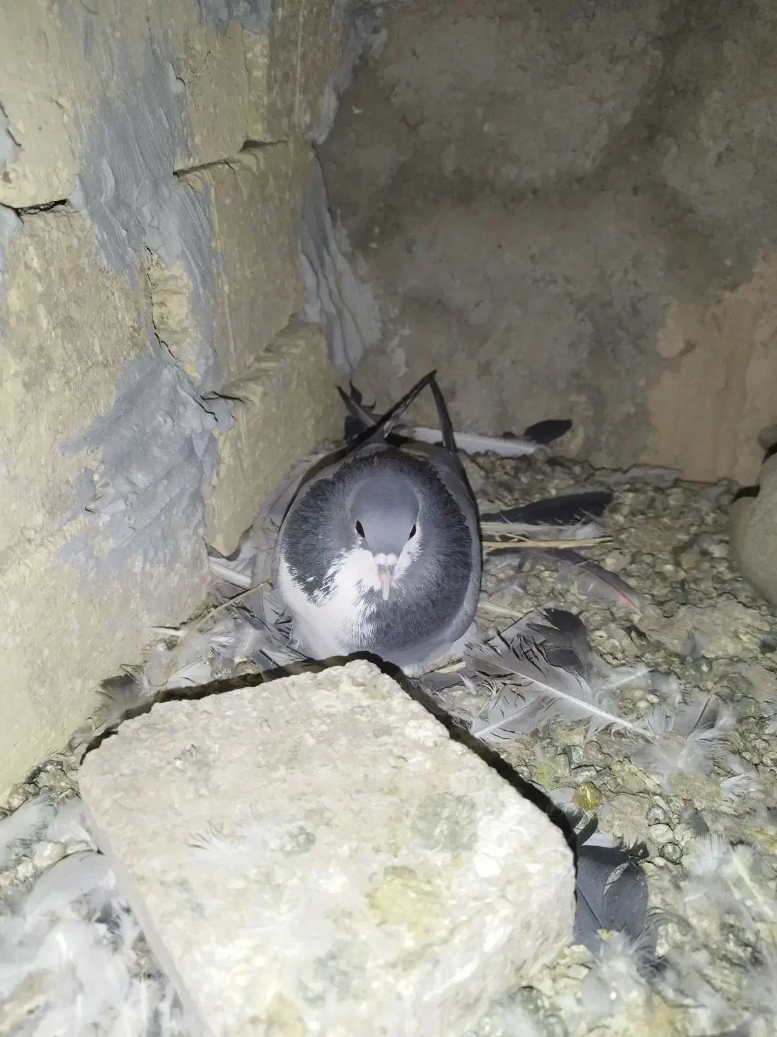 دمگیر سیاه پشت طوقی|پرنده|اصفهان, براآن شمالی|دیوار