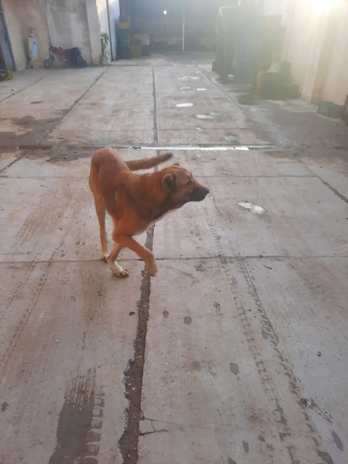 واگذاری توله سگ سرابی|سگ|خان ببین, |دیوار