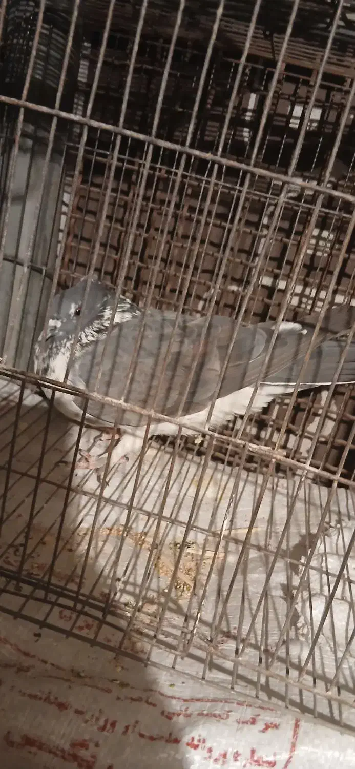 کبوتر|پرنده|مسجد سلیمان, |دیوار