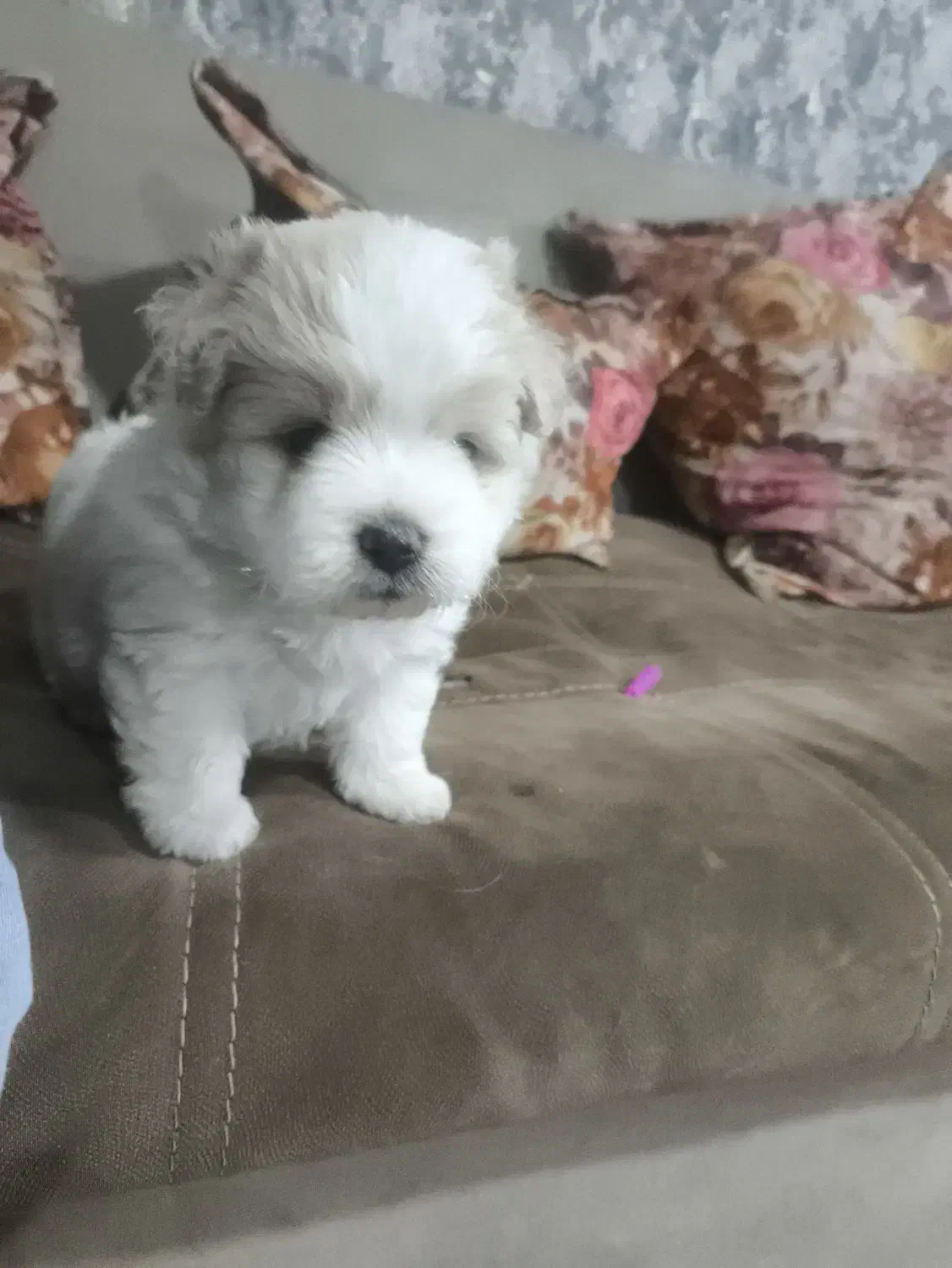 واگذاری|سگ|تبریز, |دیوار