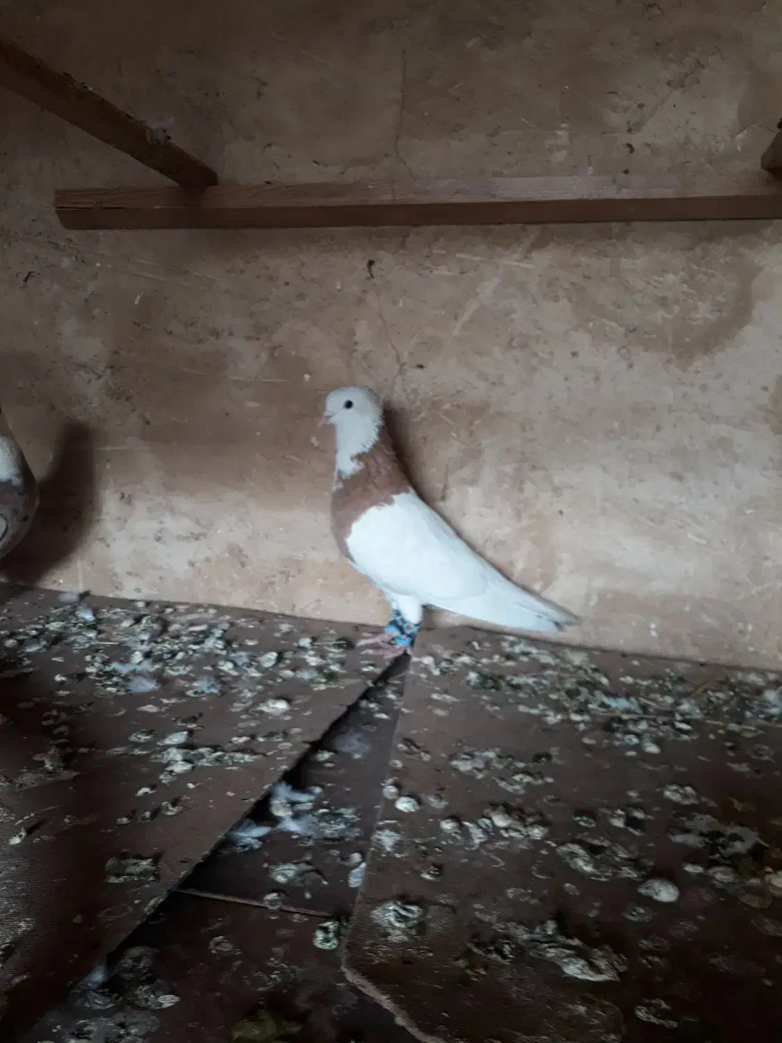 طوقی زرد|حیوانات|اندیمشک, |دیوار