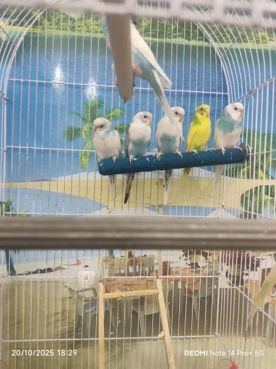 فروش مرغ عشق|پرنده|بافق, |دیوار