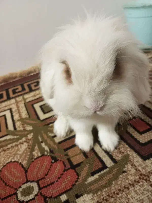 خرگوش لوپ|موش و خرگوش|پاکدشت, شهرک انقلاب|دیوار