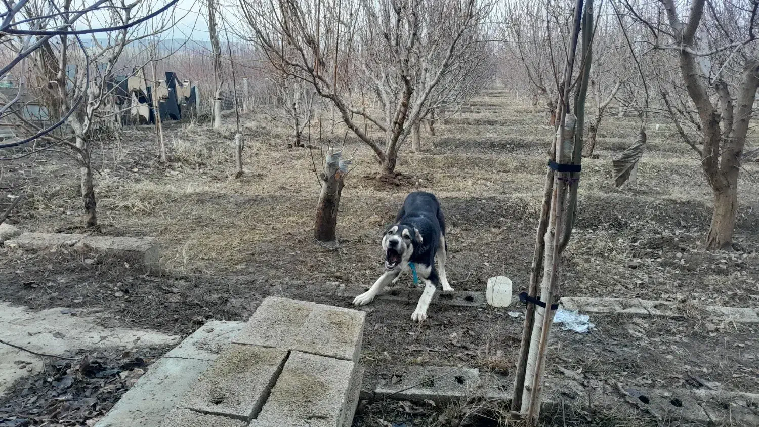 سگ نگهبان وگله|سگ|نوشین شهر, |دیوار