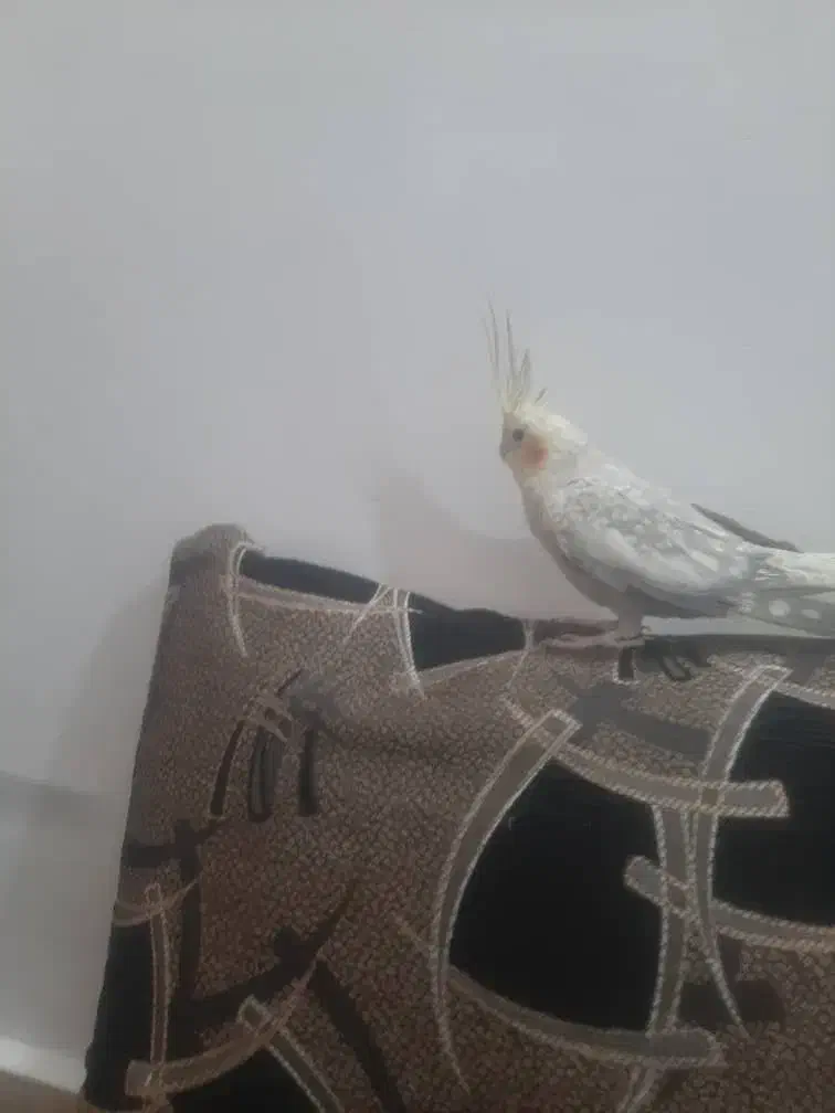 عروس هلندی|پرنده|جیرفت, |دیوار