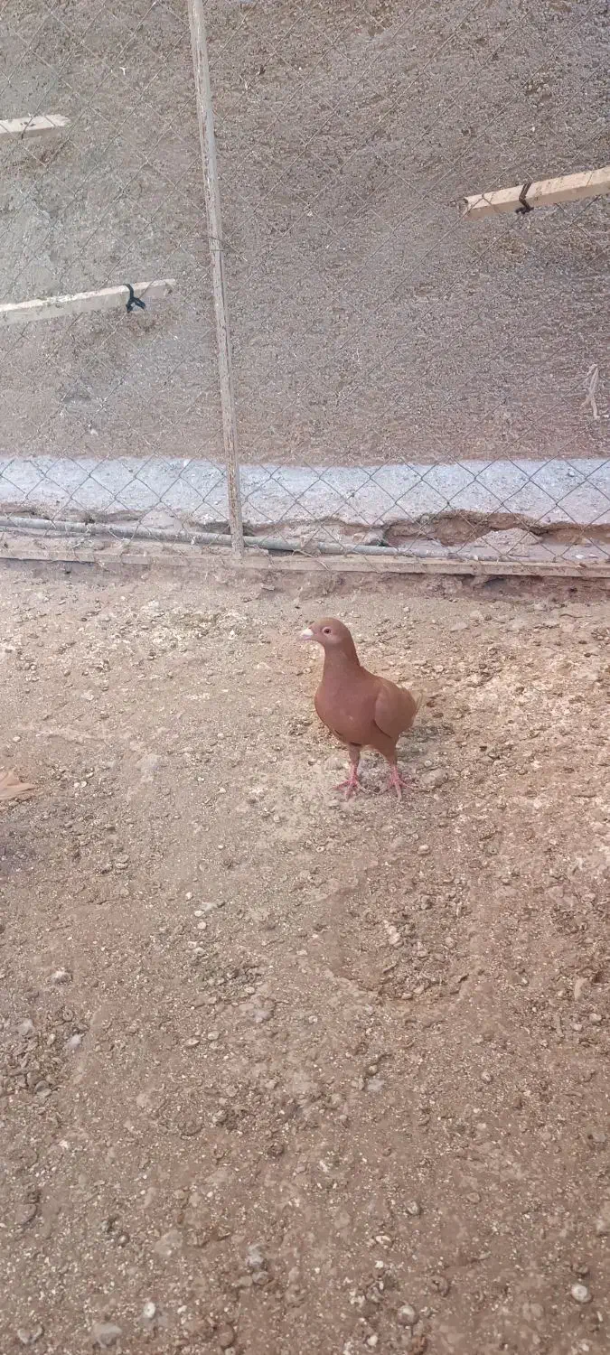 سرخ پرتغالی|پرنده|تاکستان, |دیوار