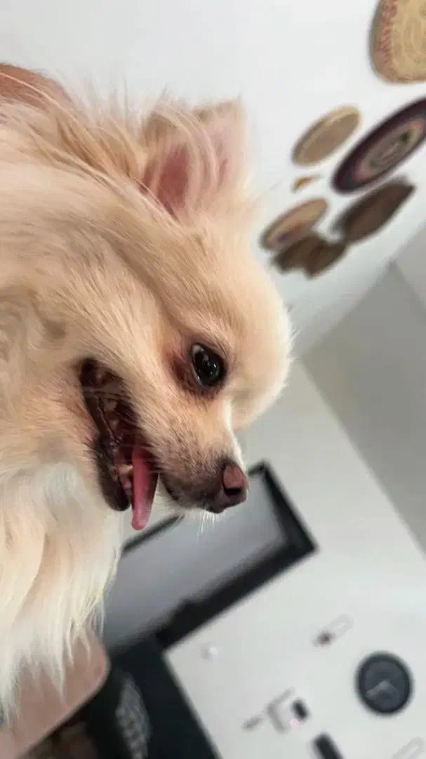 سگ آپارتمانی مینیاتوری|سگ|خرمآباد, |دیوار