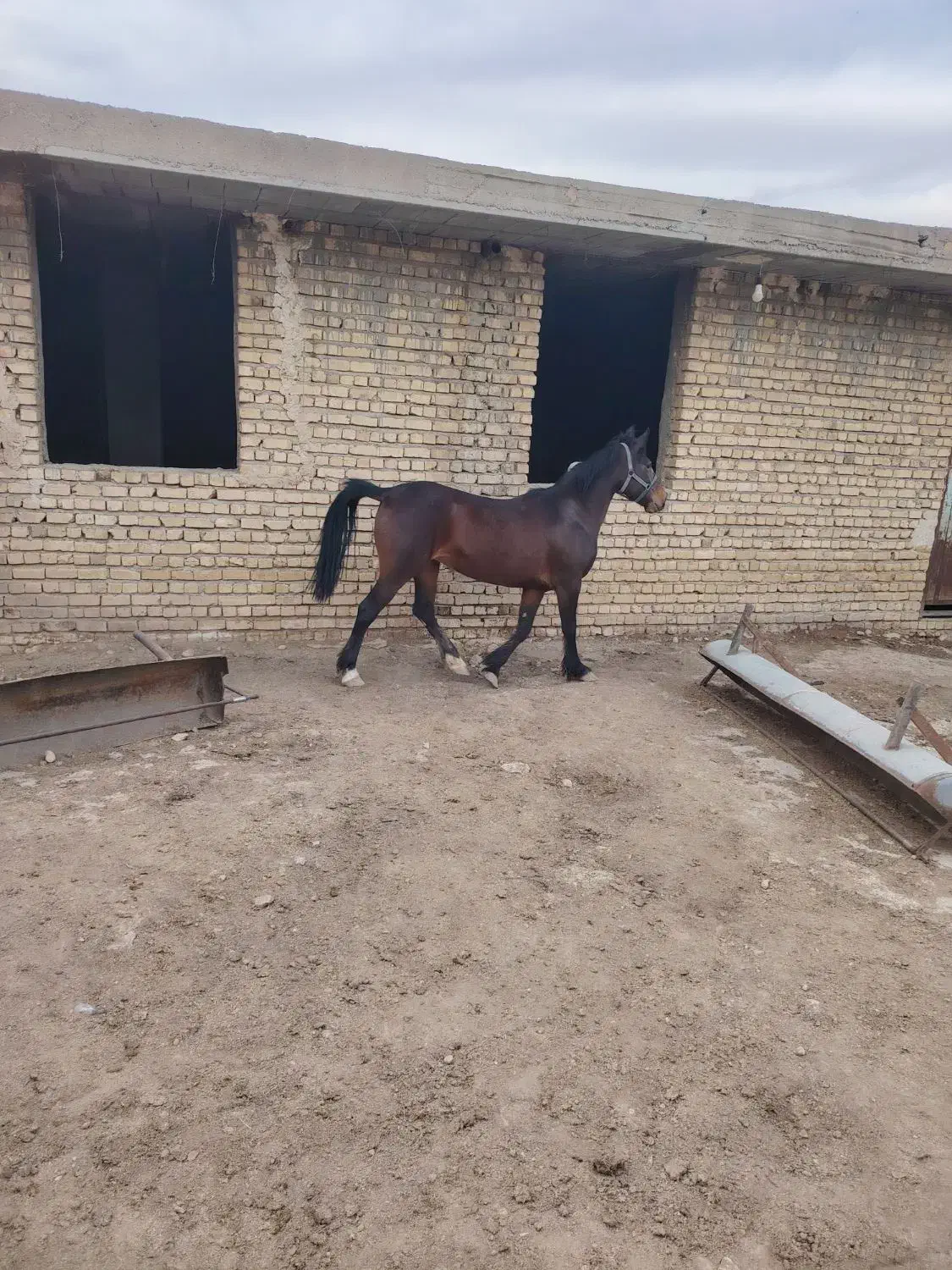 اسب|اسب و تجهیزات اسبسواری|شیراز, ارم|دیوار