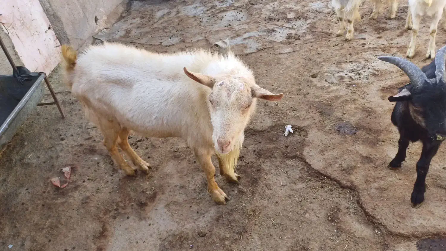 نربز سانن|حیوانات مزرعه|بلبان آباد, |دیوار