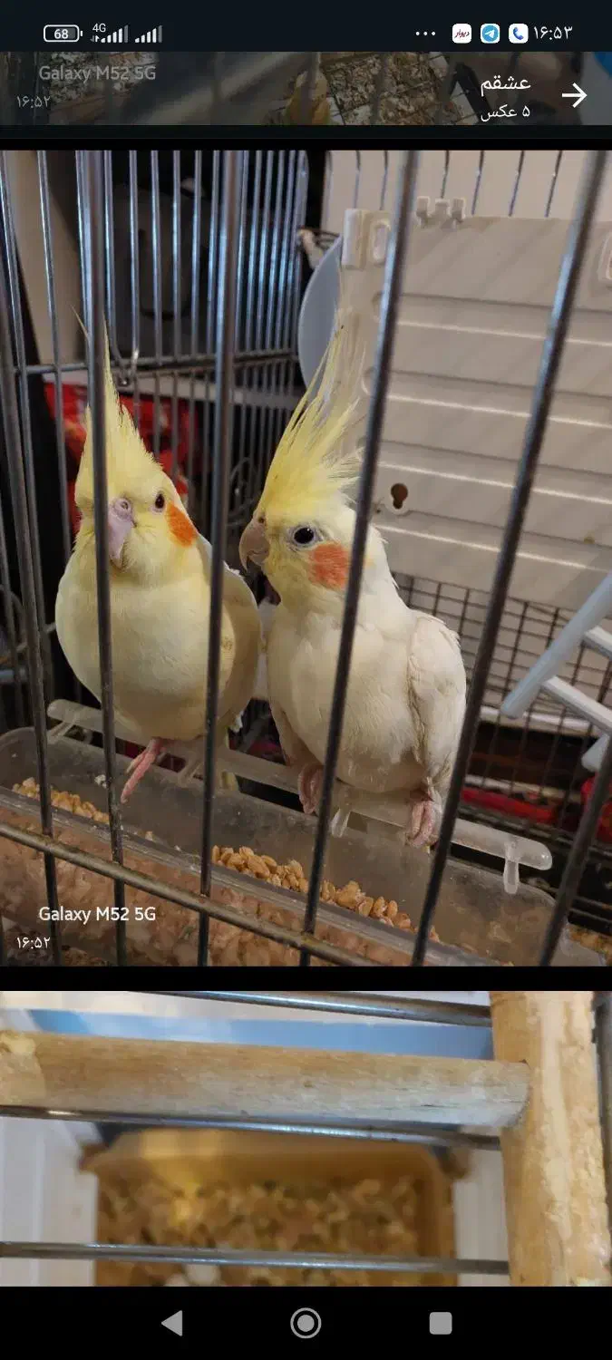 عروس و هلندی نرو ماده|پرنده|پردیس, فاز ۸|دیوار