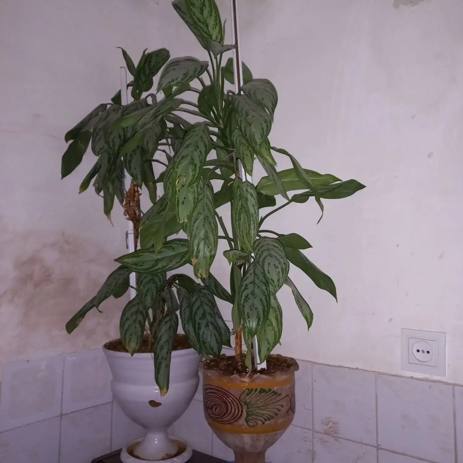 دو عدد گل آگلنما بسیار زیبا|گل و گیاه طبیعی|کاشمر, |دیوار