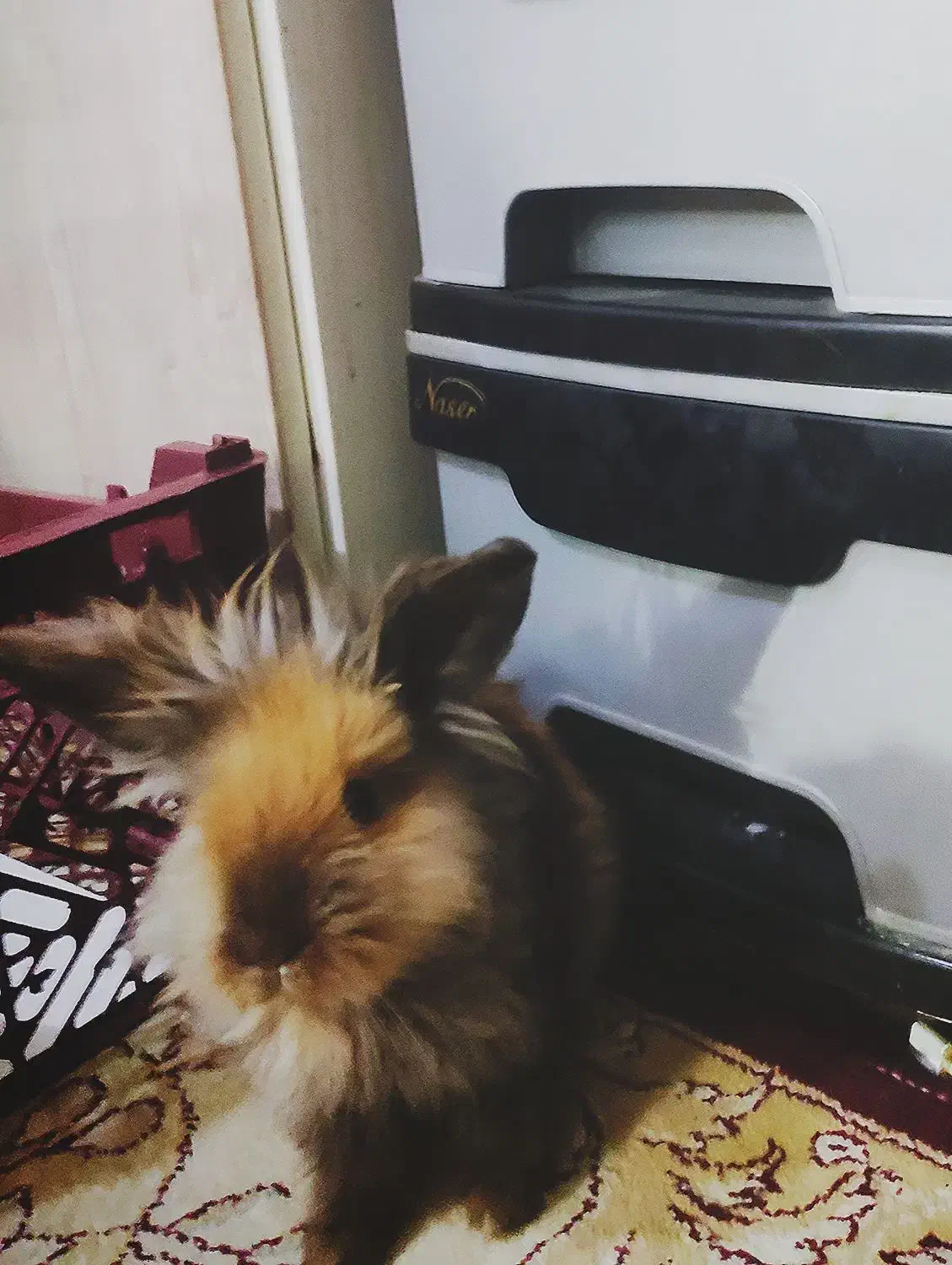 واگذاری خرگوش|موش و خرگوش|نجف‌آباد, صالح آباد|دیوار