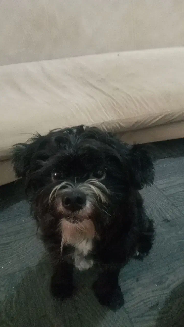 واگذاری سگ شیتزو فقط به خانوم|سگ|رشت, شهریاران|دیوار