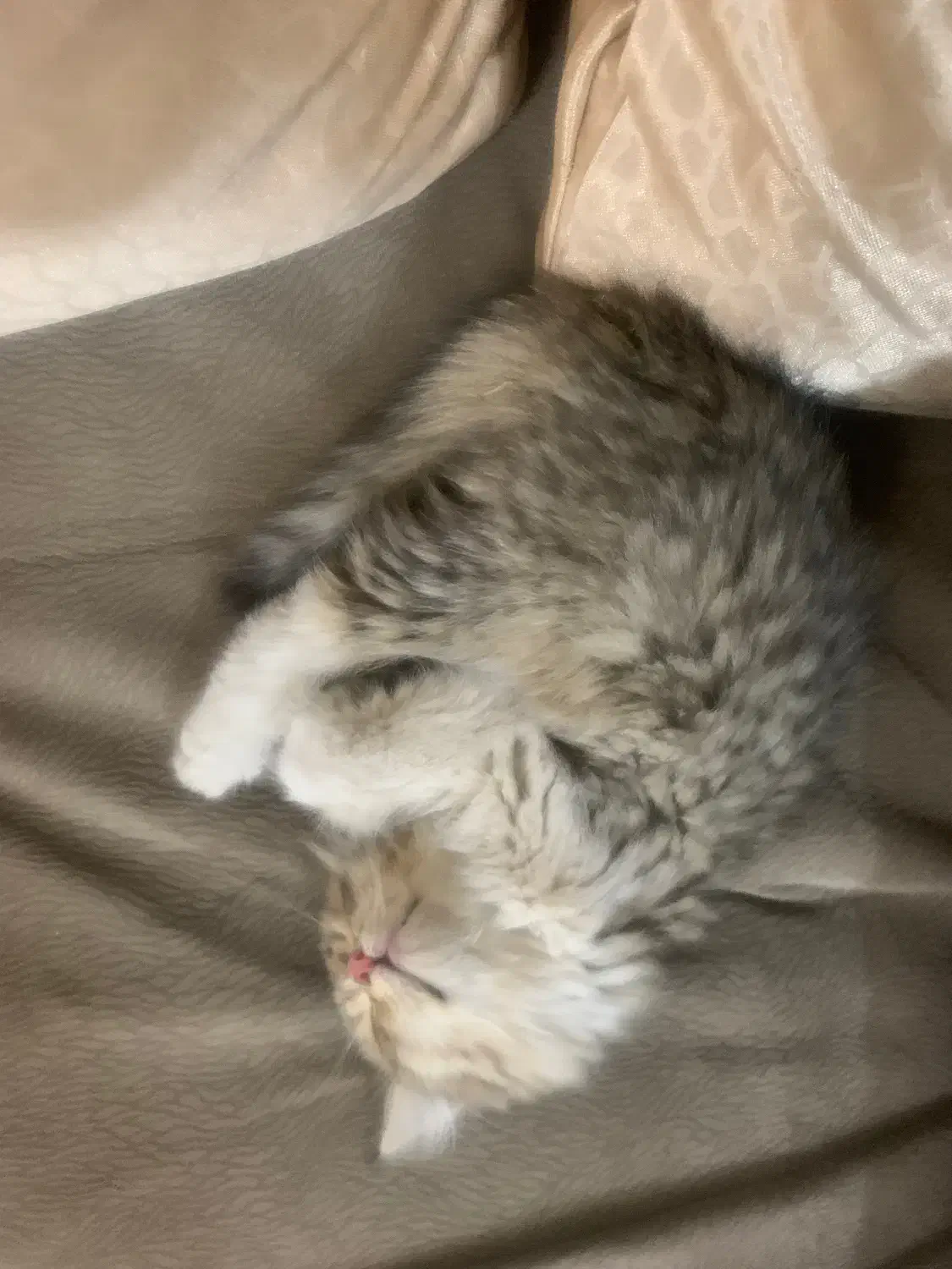 واگذاری بچه گربه|گربه|سلماس, |دیوار