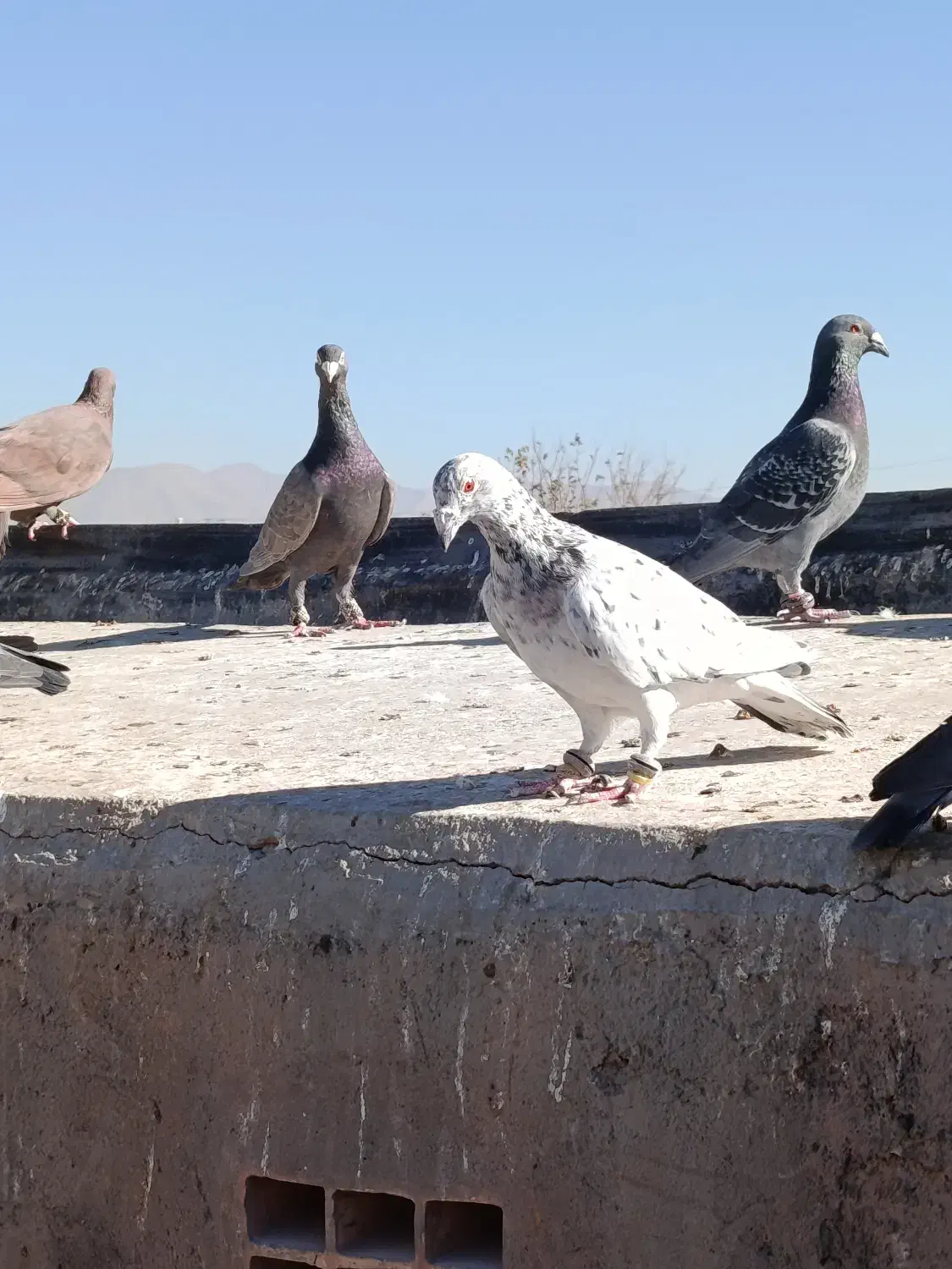 کبوتر|پرنده|نیشابور, مازول|دیوار