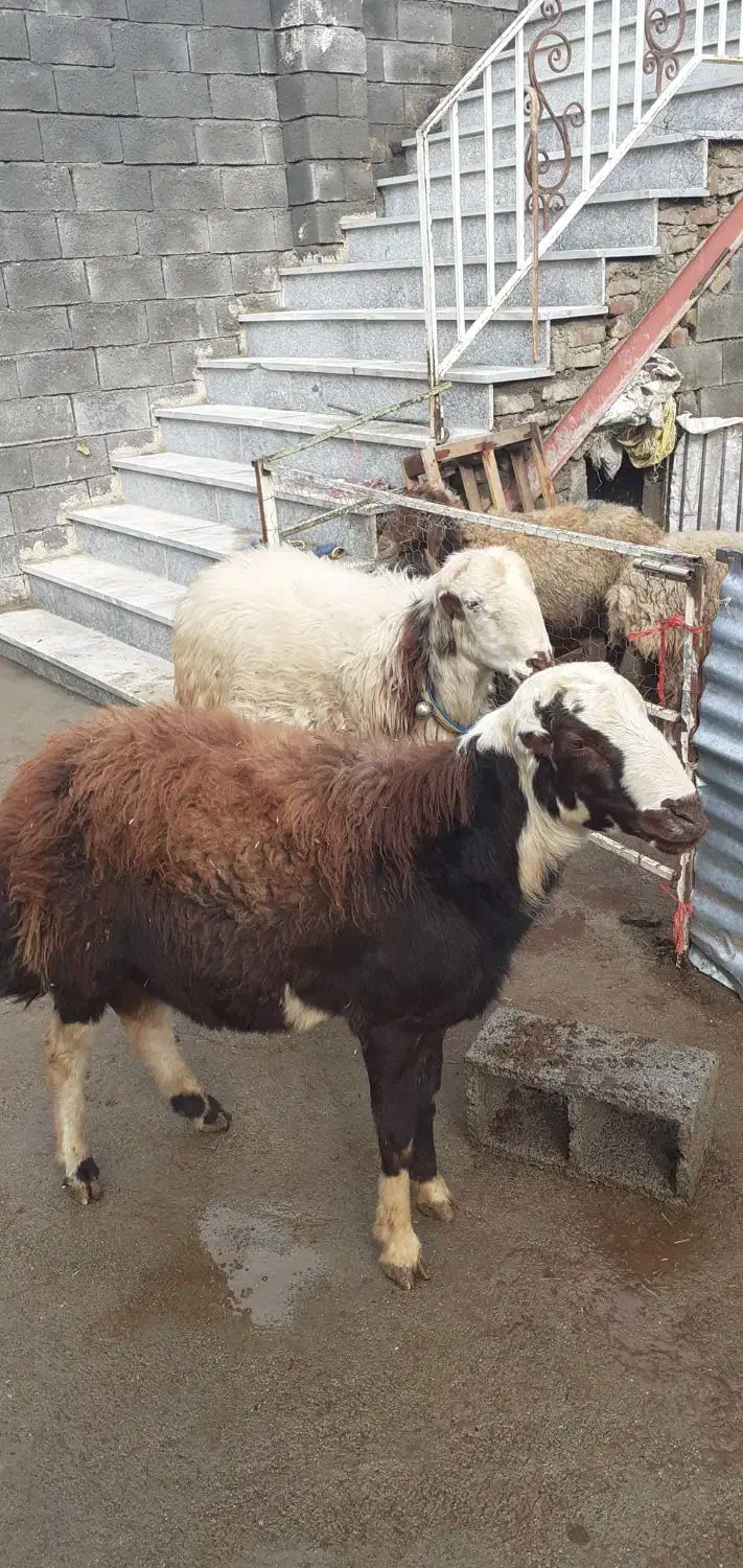 میش و بره / بره قوچ|حیوانات مزرعه|صحنه, |دیوار