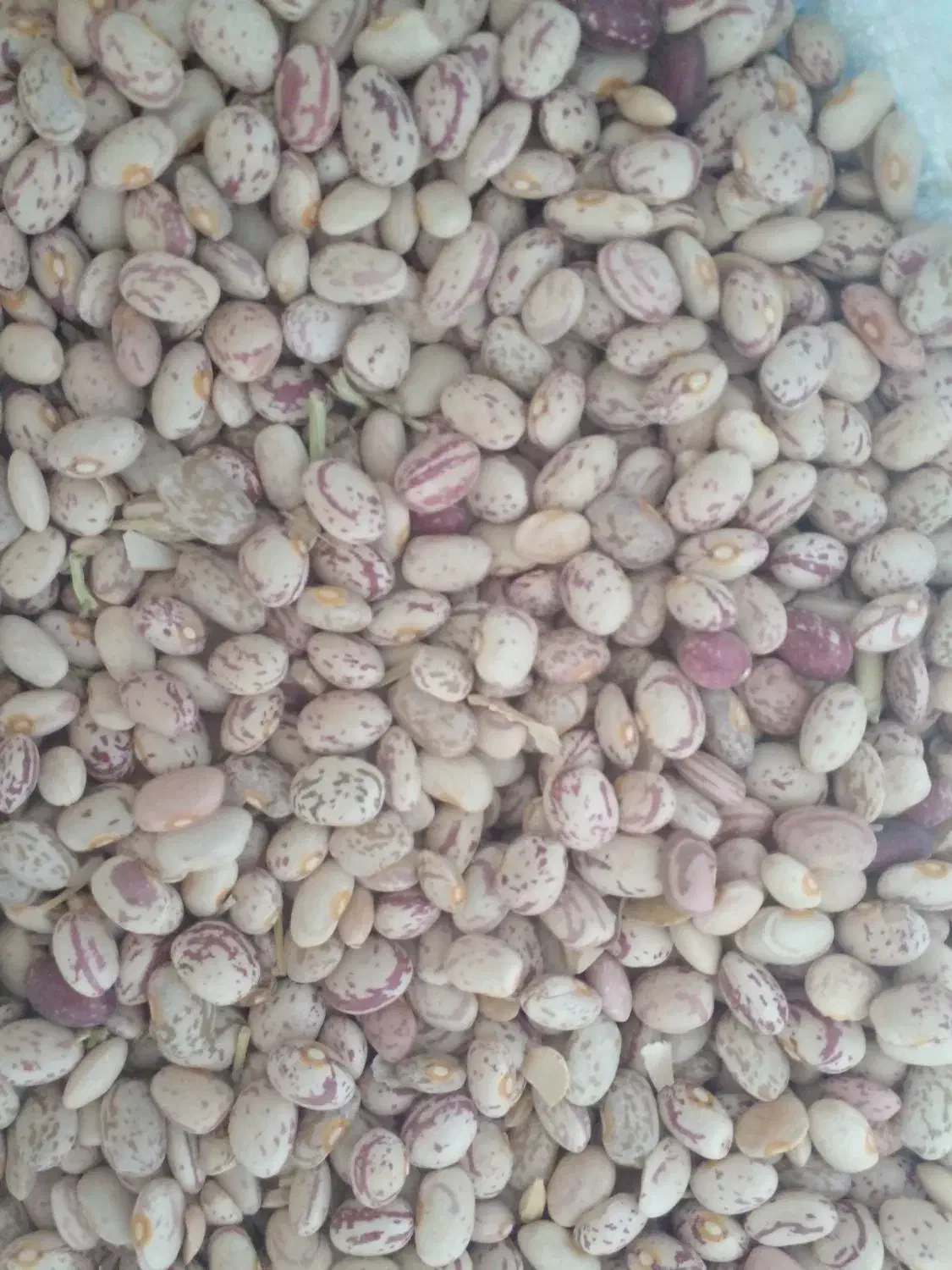 لوبیا چیتی امسال|عمدهفروشی|خرم بید, |دیوار