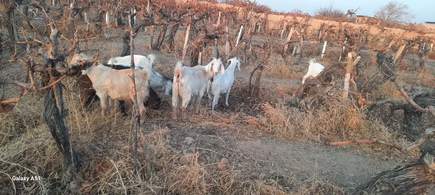 بز ابستن|حیوانات مزرعه|شاهرود, |دیوار