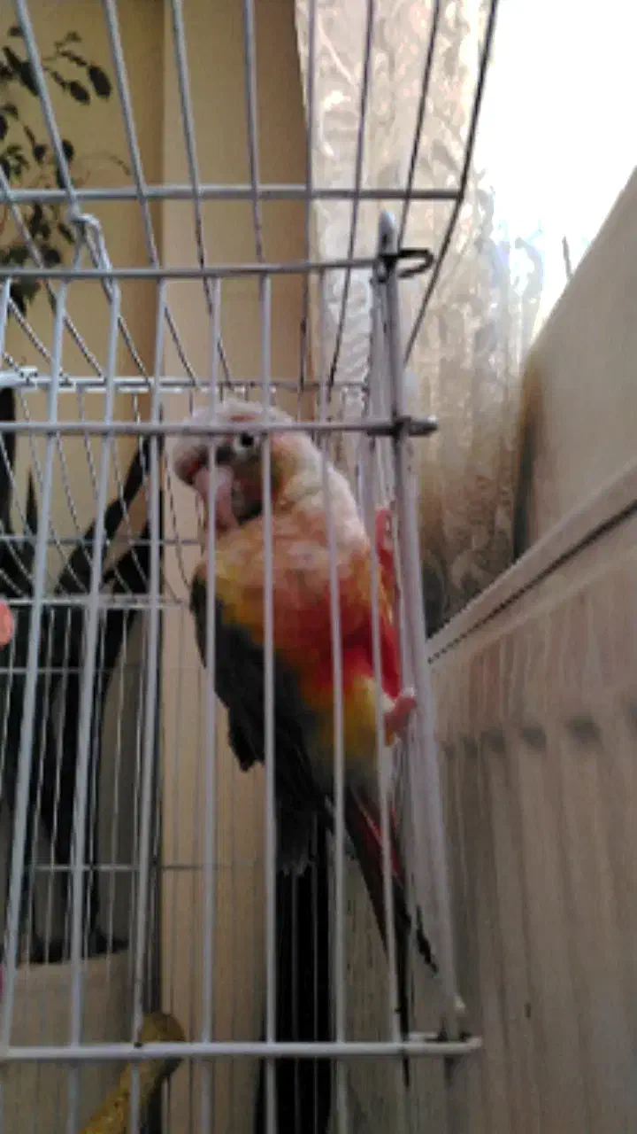 طوطی 1 ساله باهوش|پرنده|هشتگرد, فاز ۷ مهستان|دیوار