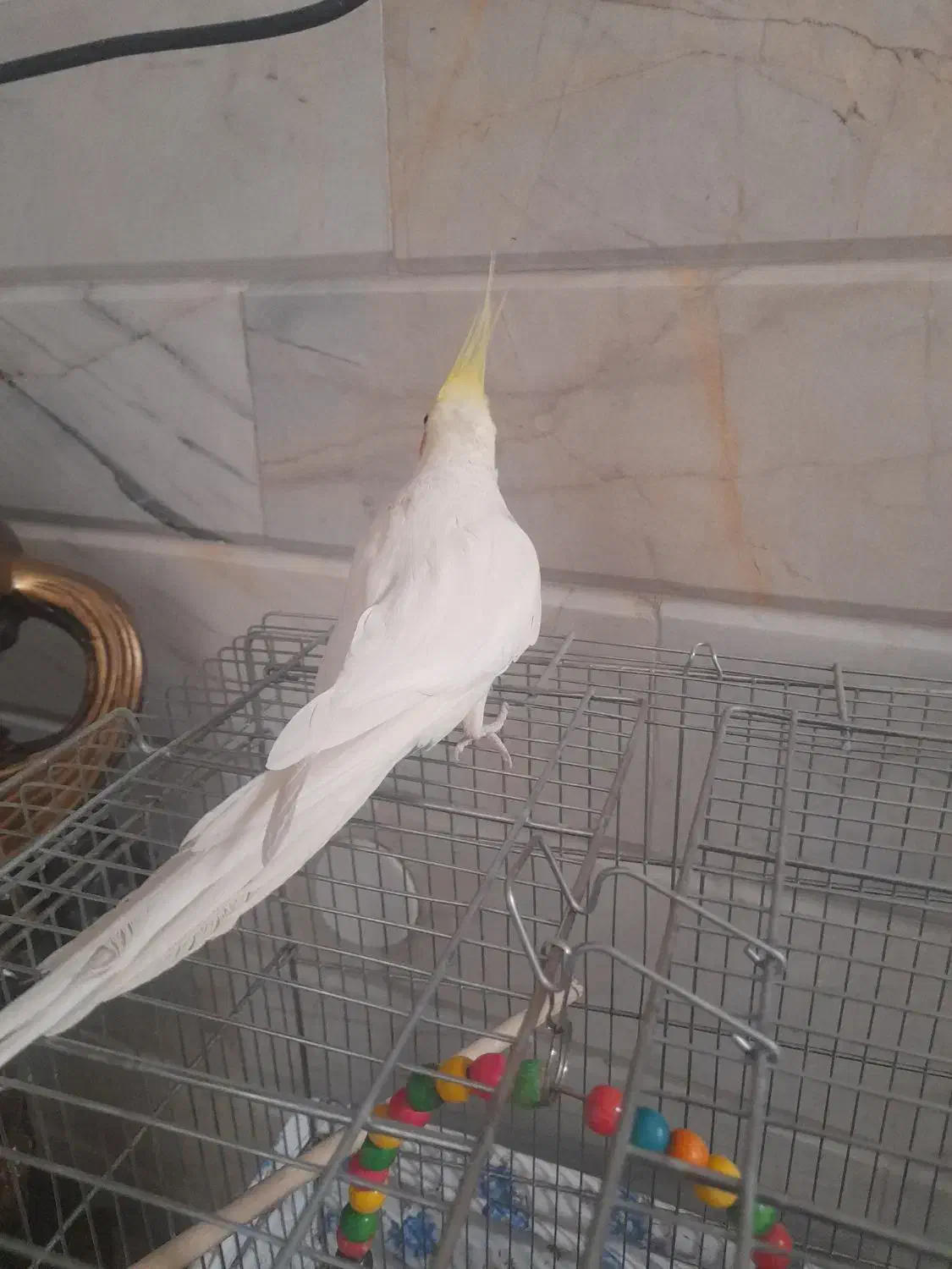 عروس هلندی سخنگو|پرنده|نجف‌آباد, یزدانشهر|دیوار