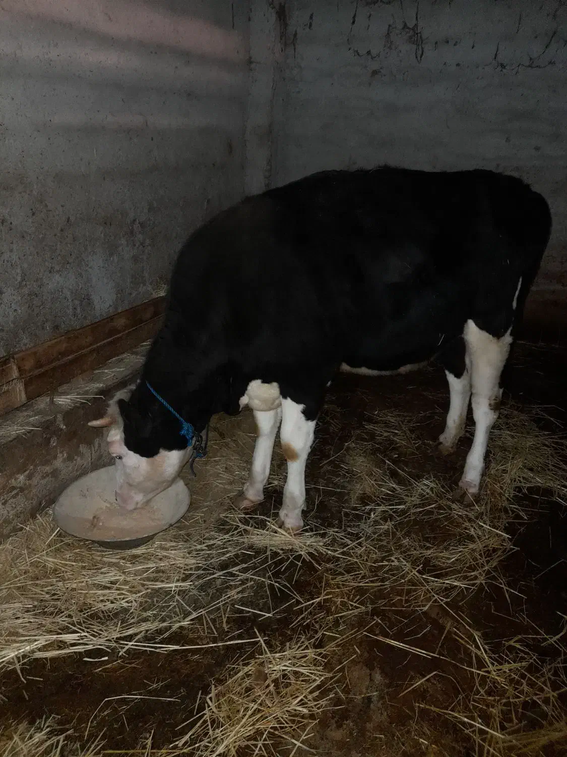 سیمنتال ۱۵ ماهه تلیسه|حیوانات مزرعه|رشت, پسیخان|دیوار