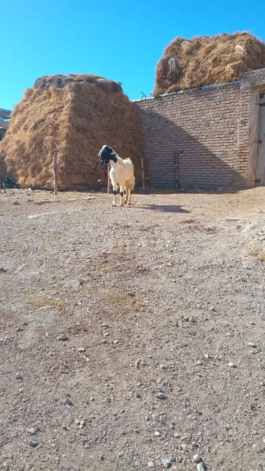 ممنونم از کار کنان عوامل دیوار|حیوانات مزرعه|اهر, |دیوار