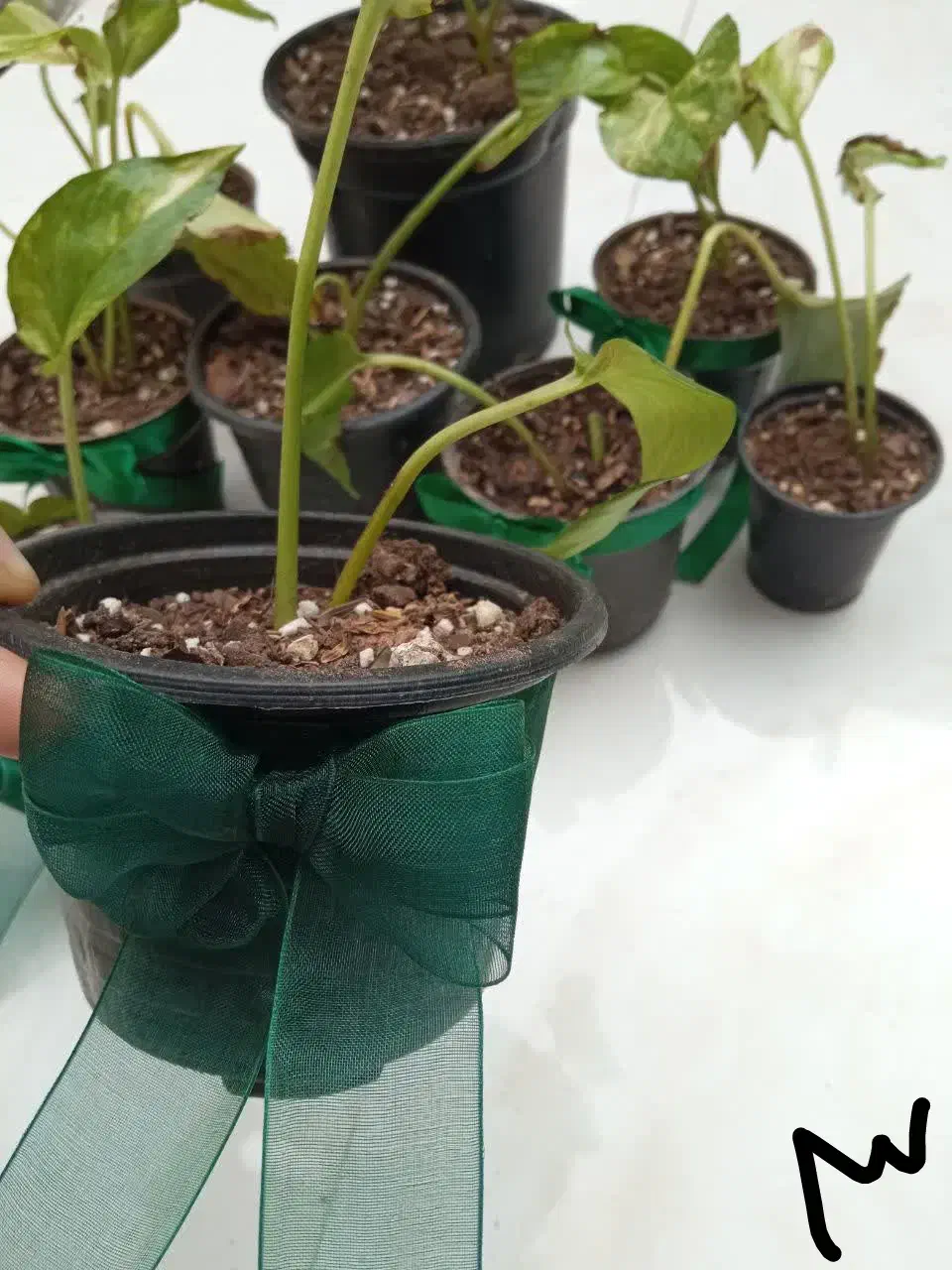 انواع گل بمناسبت روز مادر|گل و گیاه طبیعی|میبد, |دیوار