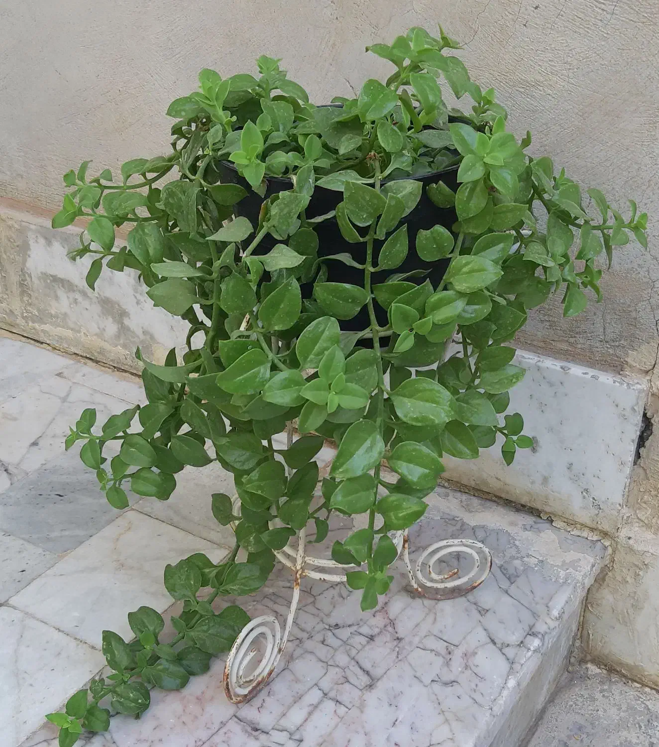 گل ناز یخی ۷۰هزار تومان|گل و گیاه طبیعی|شیروان (خراسان), |دیوار