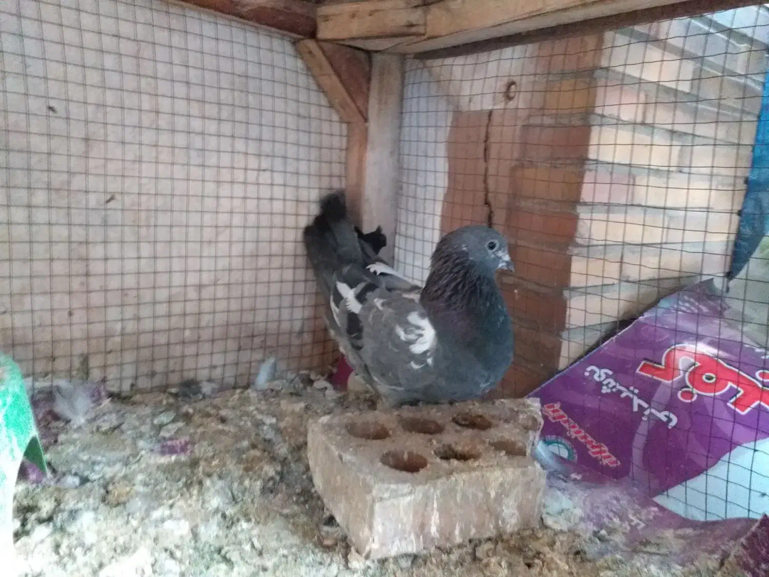 کفتر ماده ساعت بالا پرشی|پرنده|فولادشهر, A4|دیوار