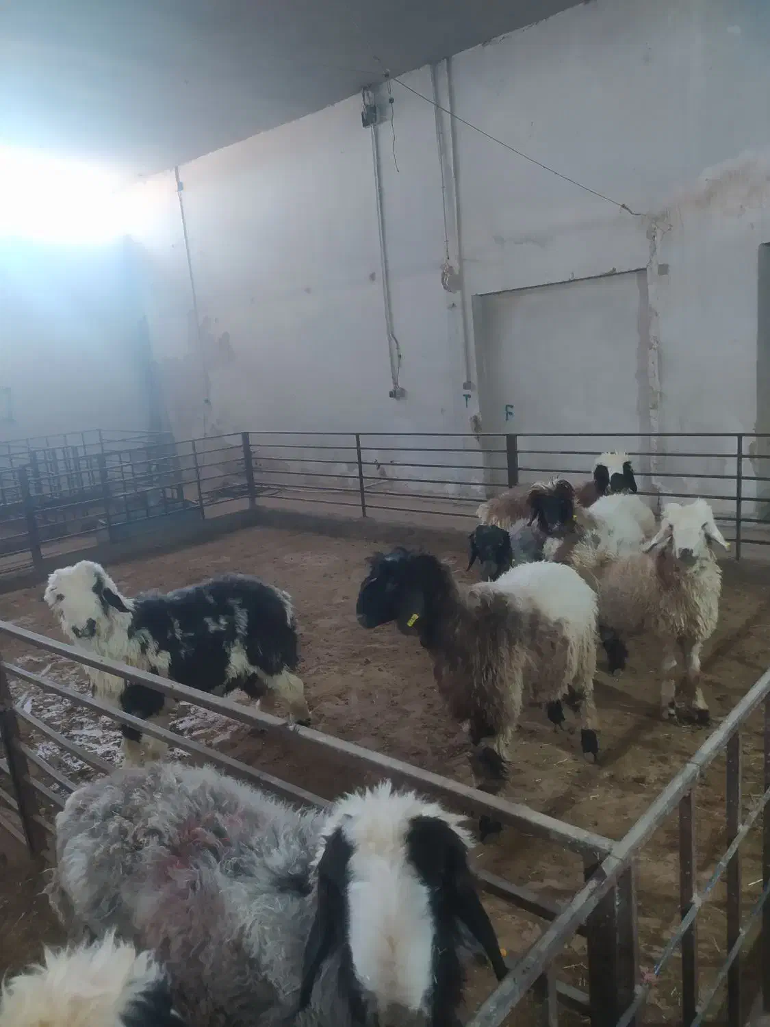 فروش دام زنده بره لری بختیاری|حیوانات مزرعه|تهران, شهرک علم و فناوری|دیوار