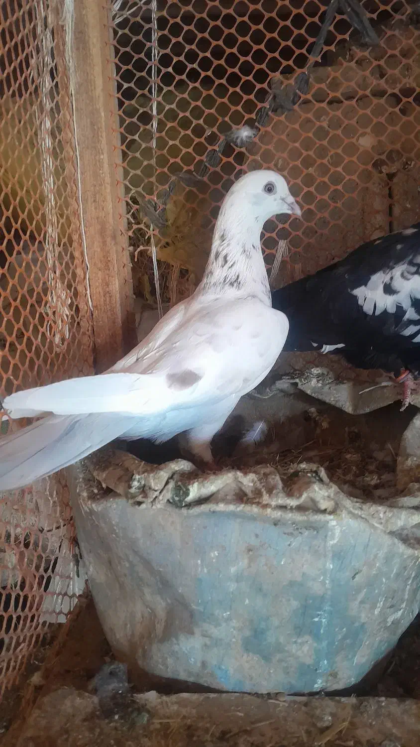 کبوتر فروشی|پرنده|شاهرود, |دیوار