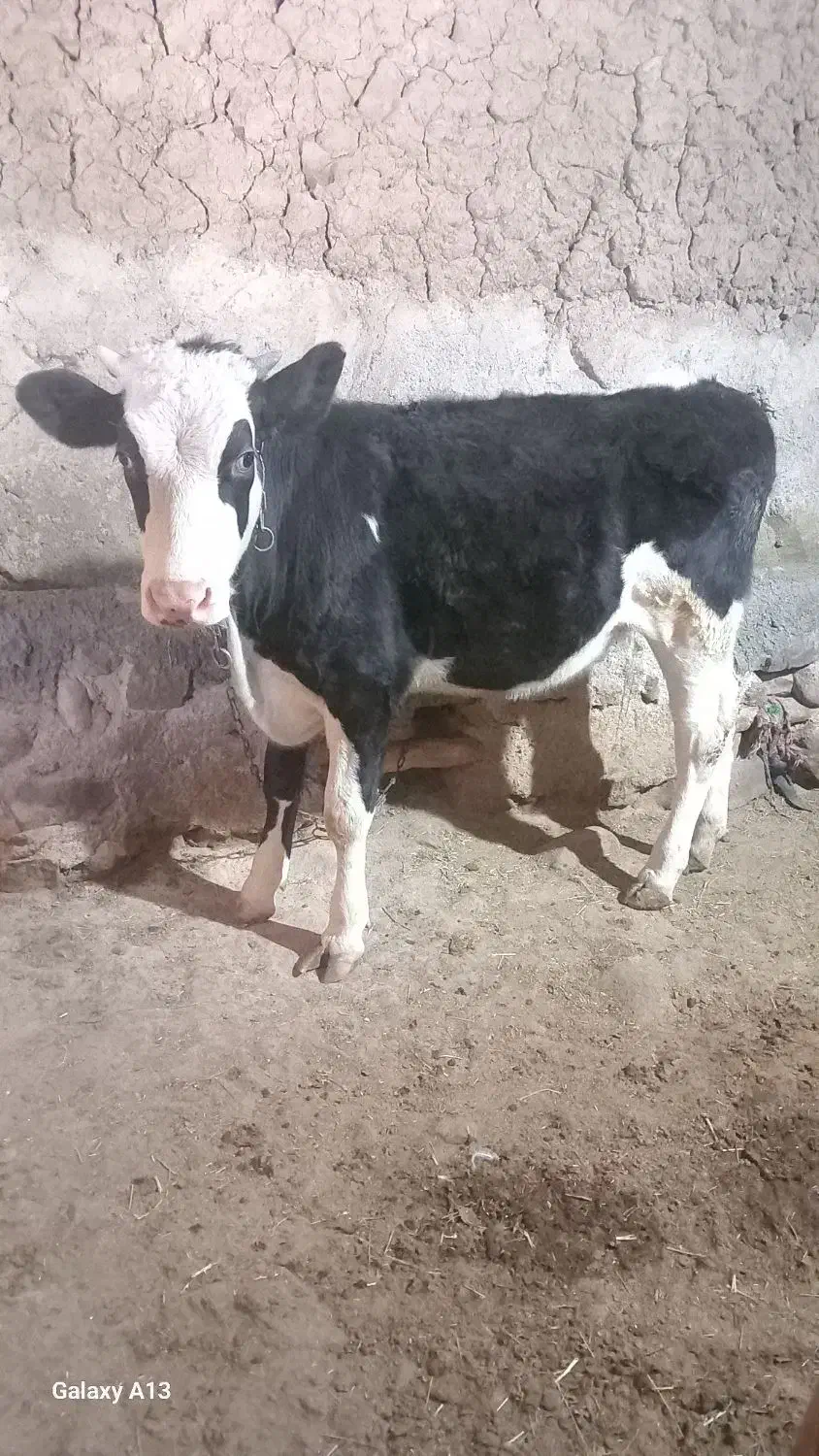گوساله|حیوانات مزرعه|انگوران, |دیوار