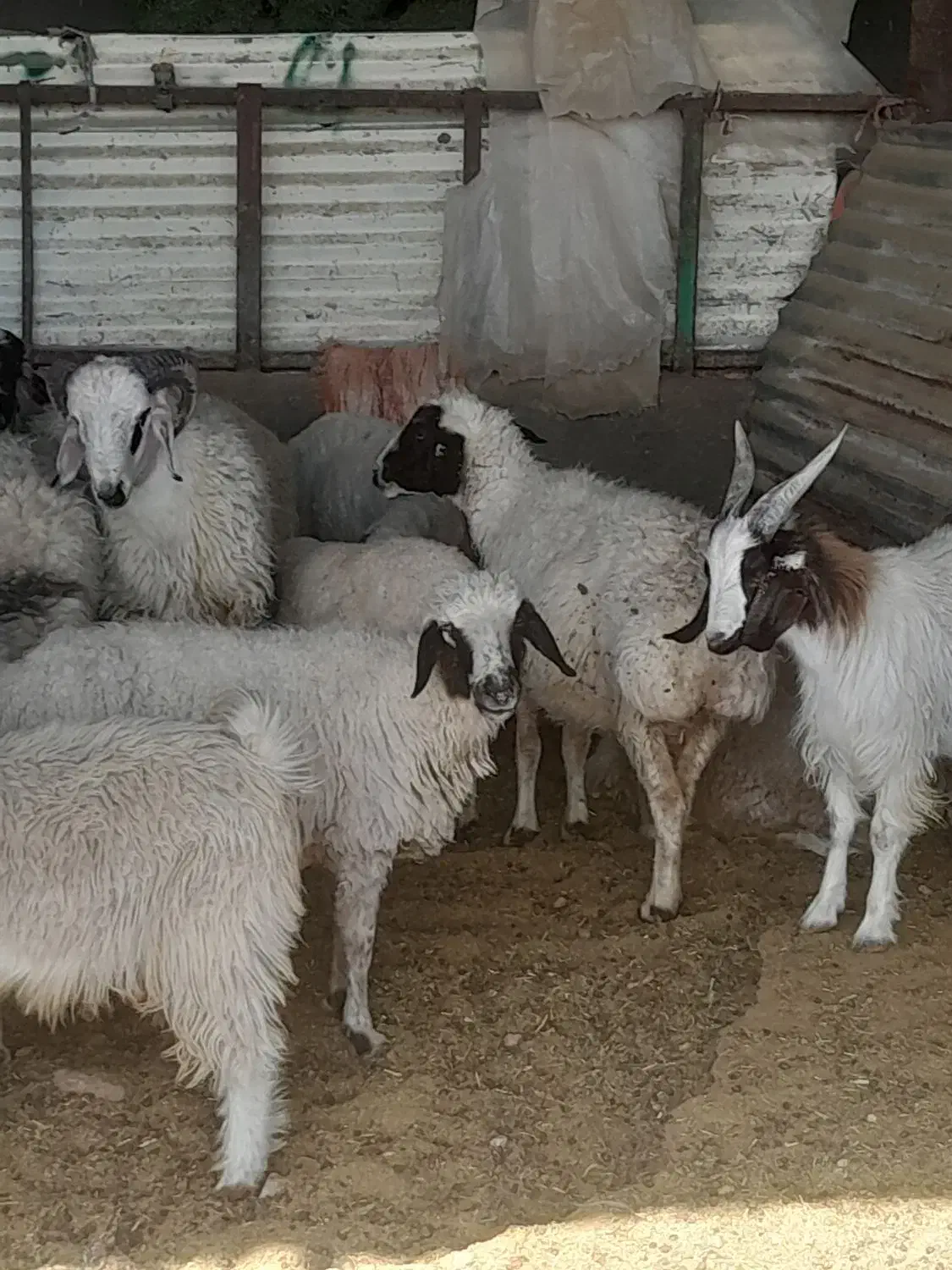 کهره بره بز گیسه چاق|حیوانات مزرعه|سیرجان, |دیوار