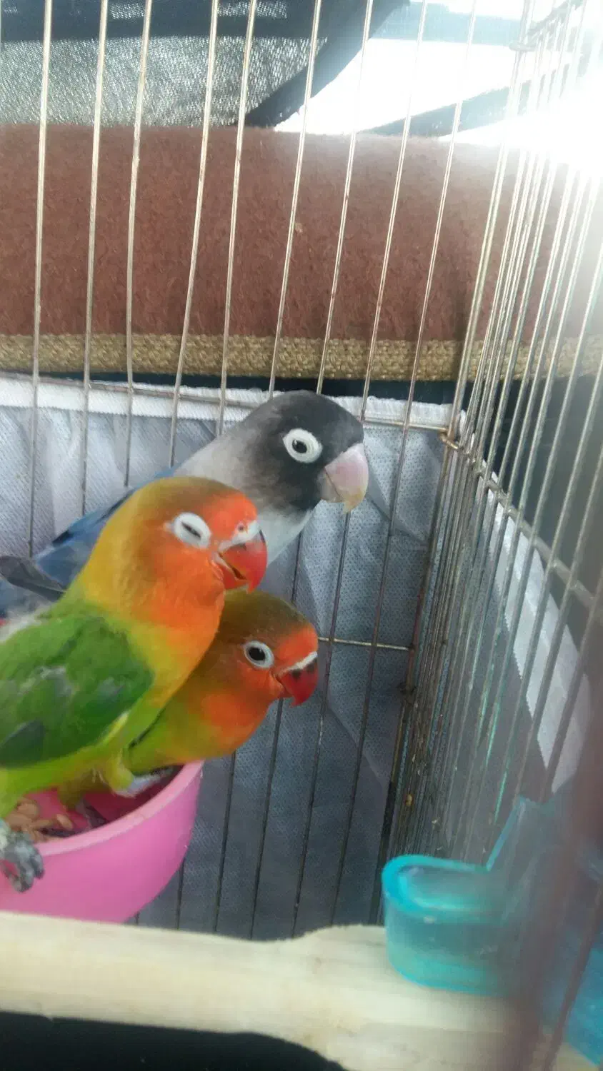 پرنده|پرنده|ملارد, |دیوار