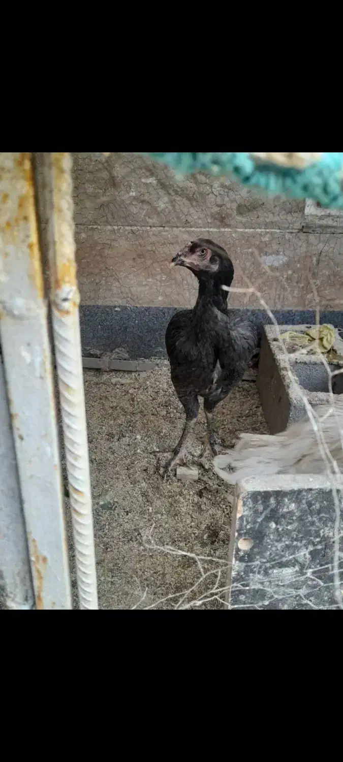 مرغ لاری|حیوانات مزرعه|شیراز, ده پیاله|دیوار